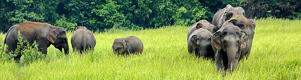 khao-yai-national-park.jpg