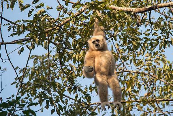 hylobates-lar-gibbon.jpg