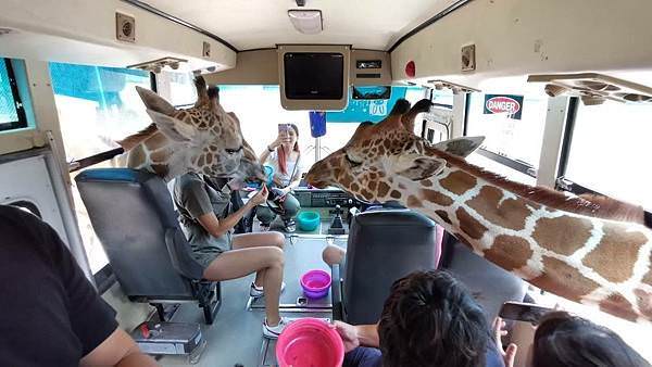 推薦北碧府賽佛瑞動物園,想跟北壁長頸鹿在吉普車上拍美照?親身 北碧府動物園