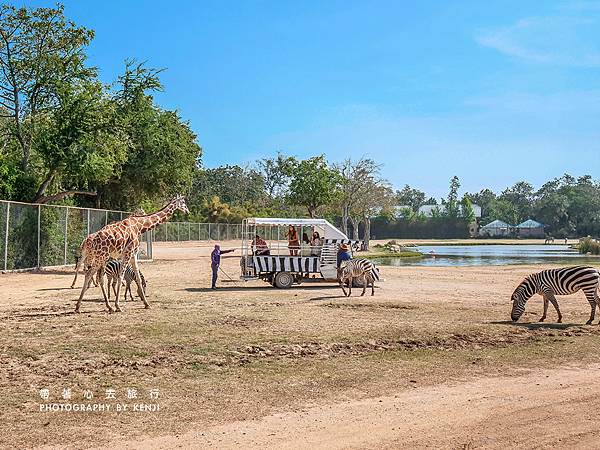 推薦北碧府賽佛瑞動物園,想跟北壁長頸鹿在吉普車上拍美照?親身 北碧府賽佛瑞動物園