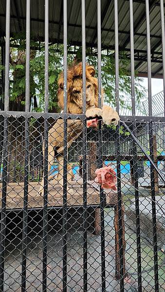 預約曼谷新景點大城動物園 Sriayuthaya Lion 大城動物園