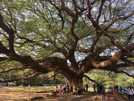 Giant Tree Kanchanaburiç…§ç‰‡