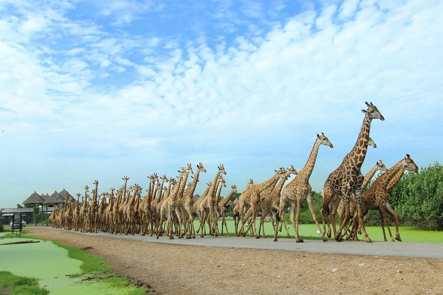 泰國動物園懶人包,曼古賽佛瑞野生動物園、北碧動物園到芭達雅動物園、華欣野生動物園,泰國旅遊要去哪一個? - 第3張圖 曼谷賽佛瑞野生動物園