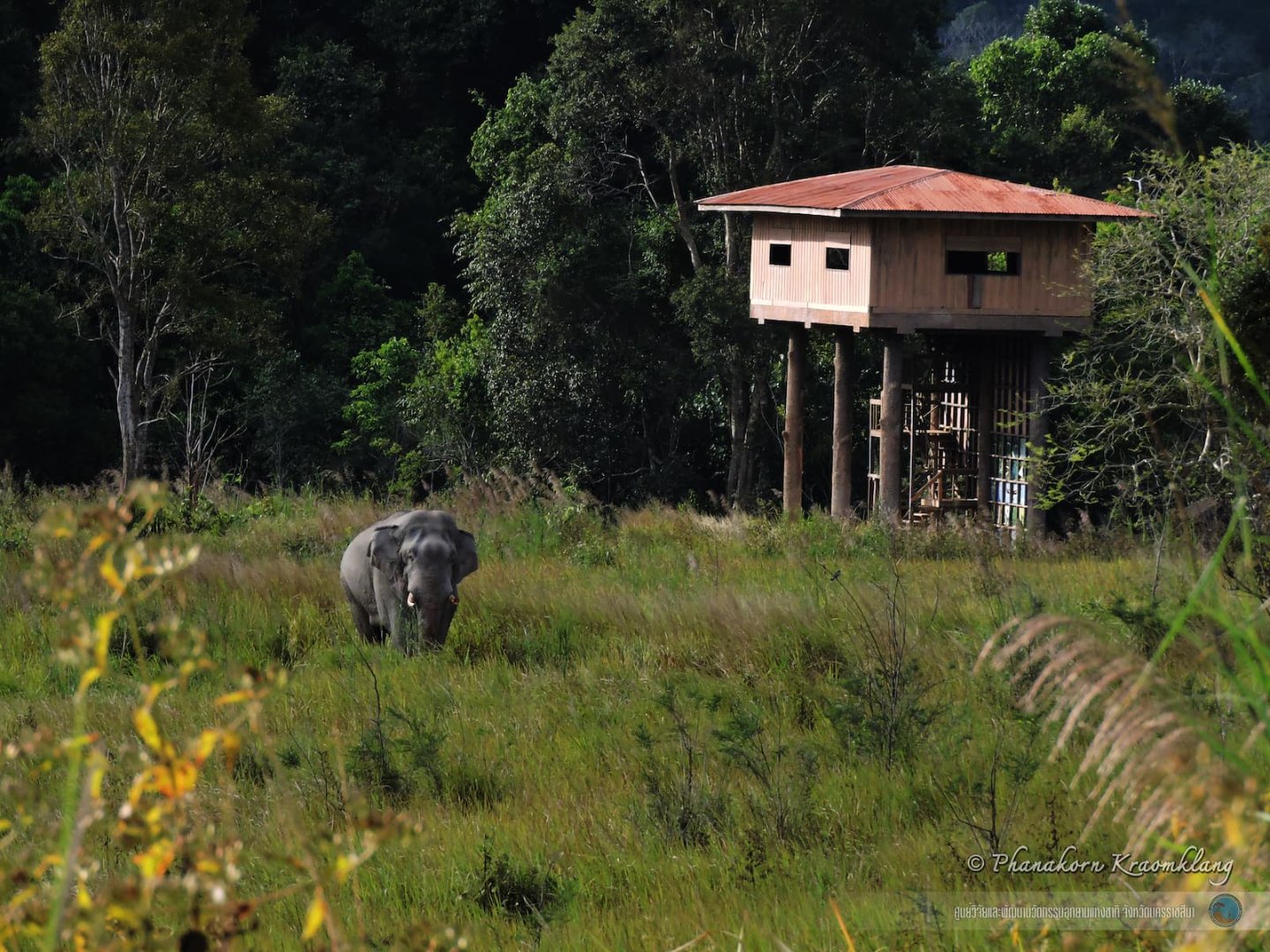Nong Phak Chi Wildlife Watching Tower
