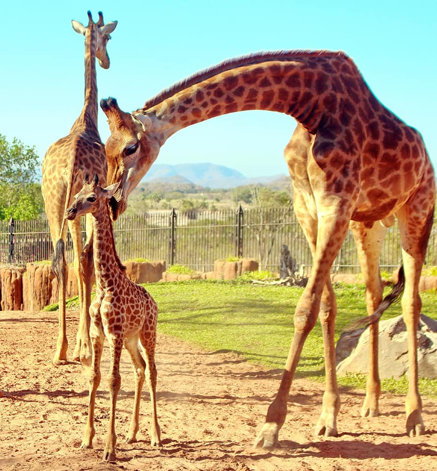 華欣野生動物園