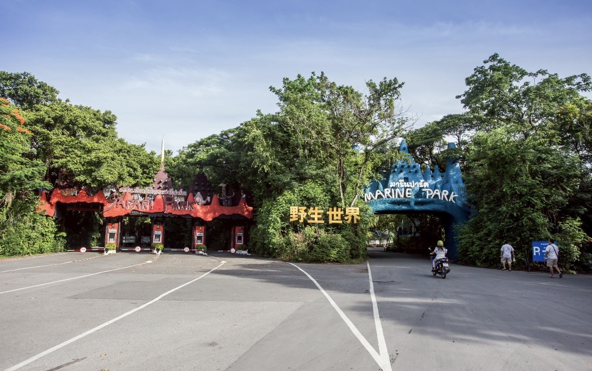 曼谷賽福瑞野生動物園雙園區行程攻略，必體驗野外餵食老虎、長頸鹿