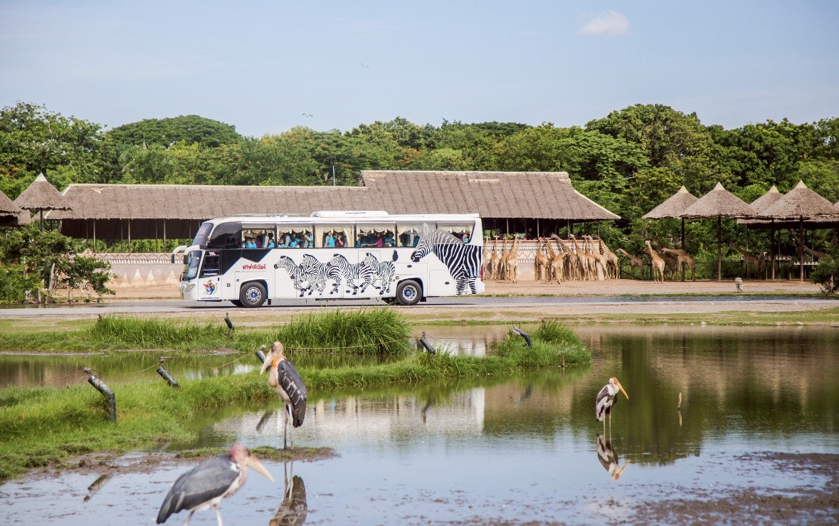 曼谷賽福瑞野生動物園雙園區行程攻略，必體驗野外餵食老虎、長頸鹿