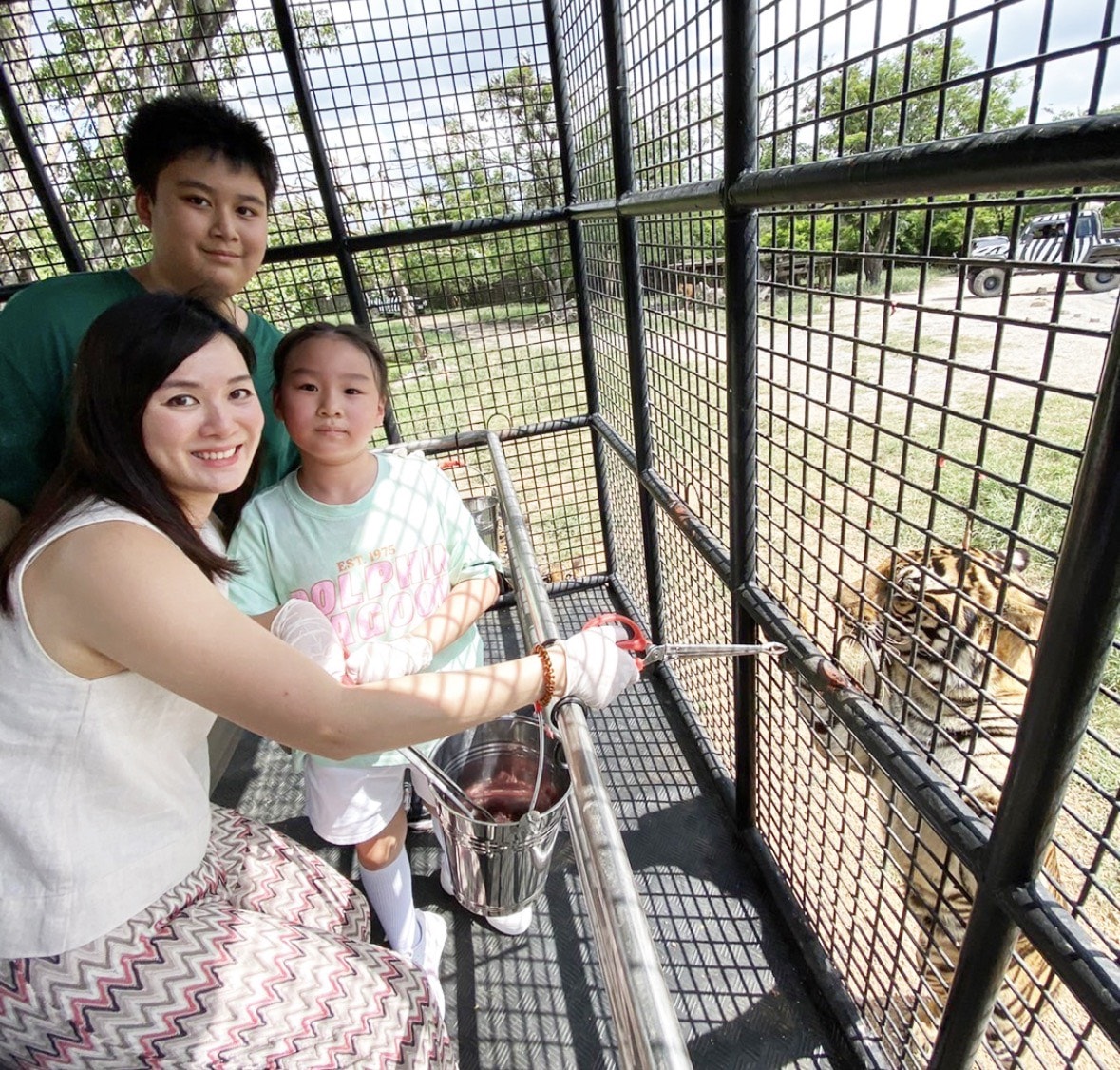 曼谷賽福瑞野生動物園雙園區行程攻略，必體驗野外餵食老虎、長頸鹿