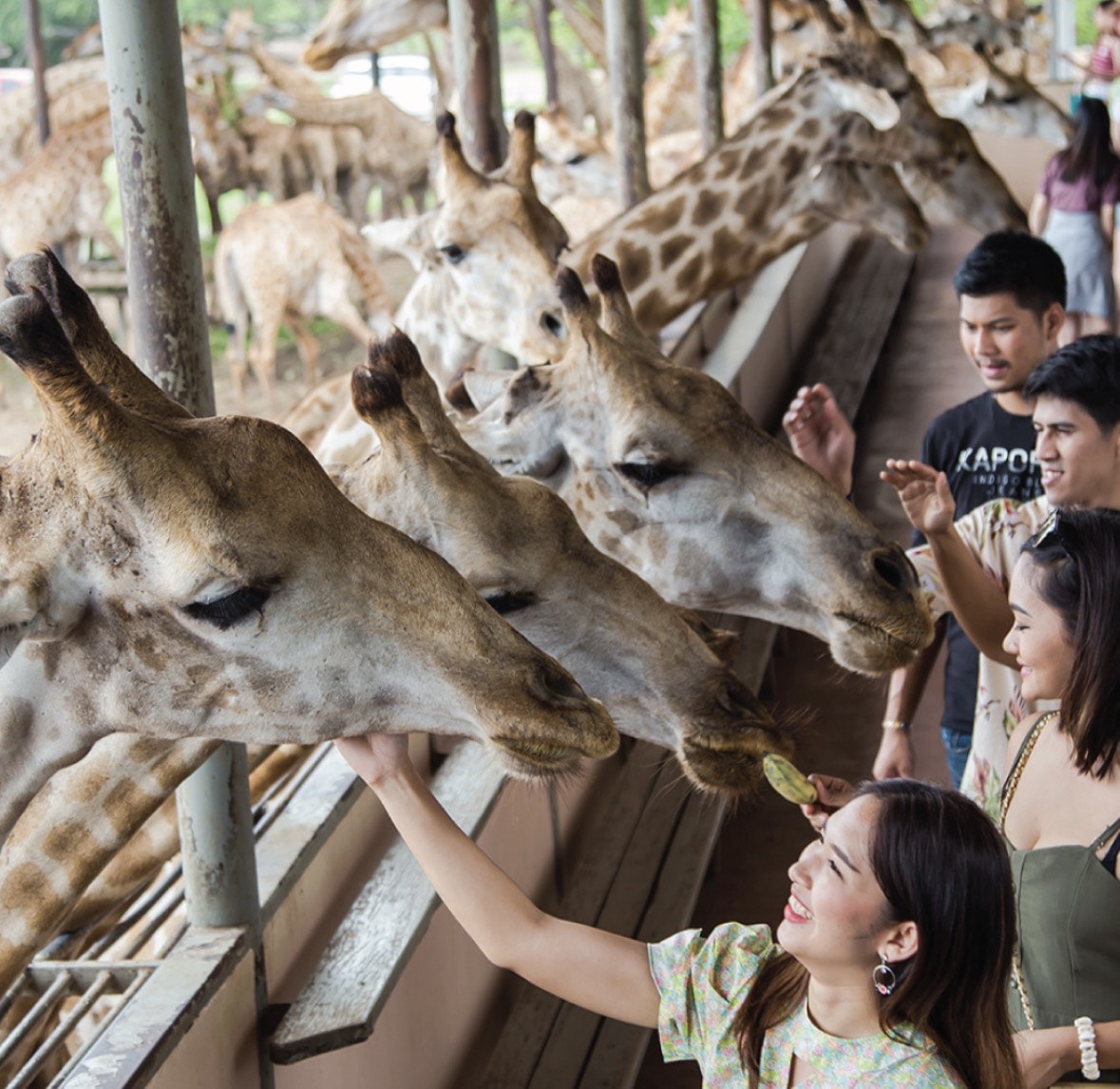 曼谷賽福瑞野生動物園雙園區行程攻略，必體驗野外餵食老虎、長頸鹿