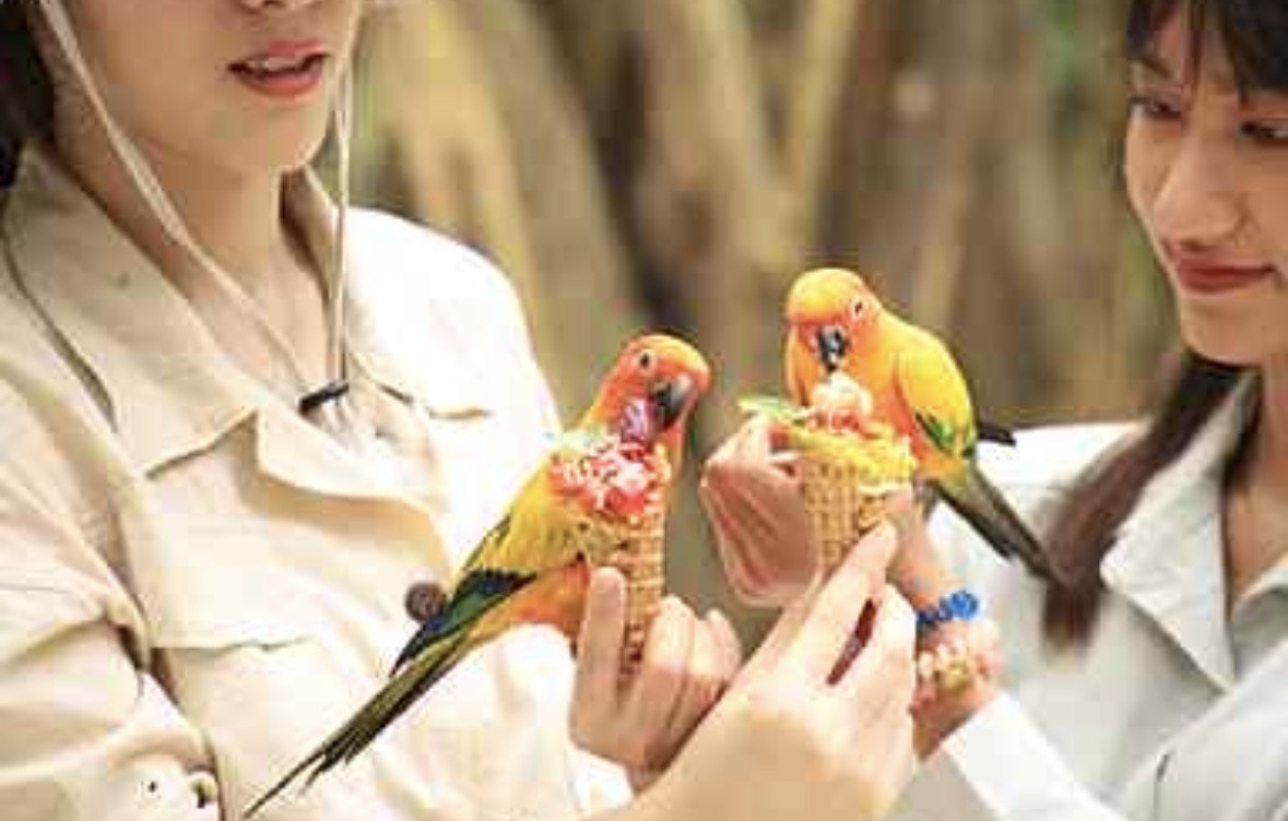 曼谷賽福瑞野生動物園雙園區行程攻略，必體驗野外餵食老虎、長頸鹿