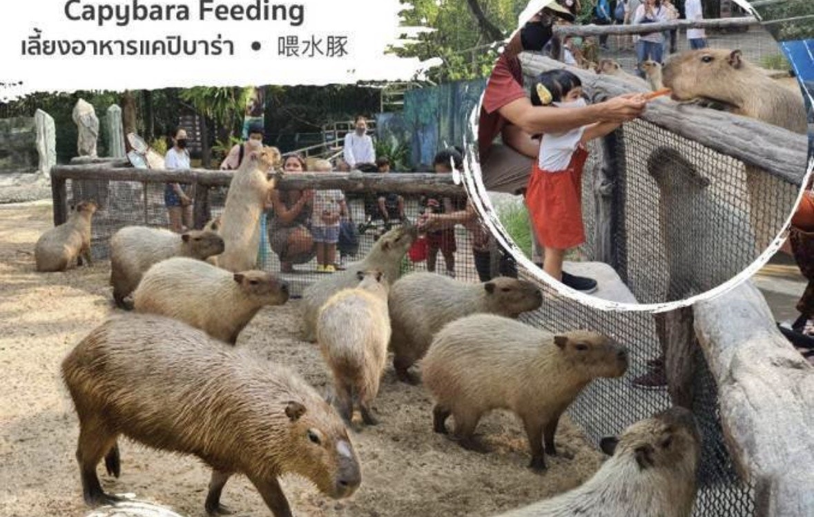 曼谷賽福瑞野生動物園雙園區行程攻略，必體驗野外餵食老虎、長頸鹿